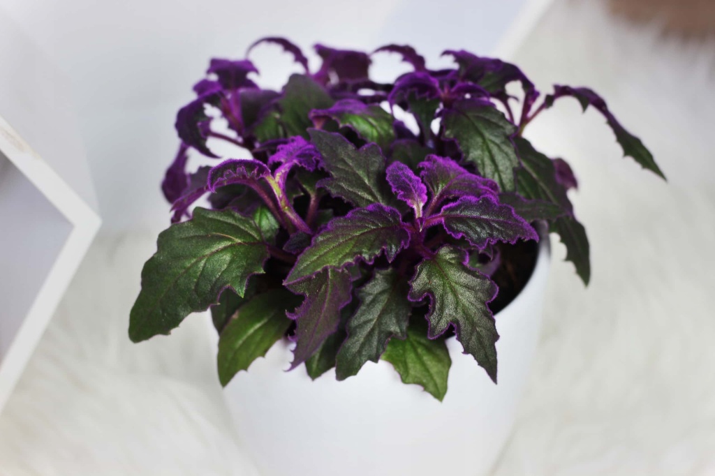 комнатные цветы комнатные цветы