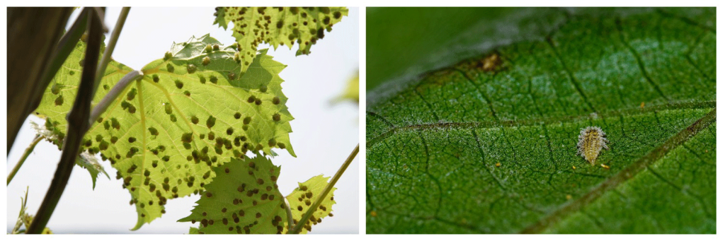 филоксера2.png филоксера2.png