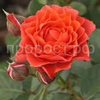 Без названия (1)