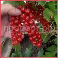 смородина красная натали