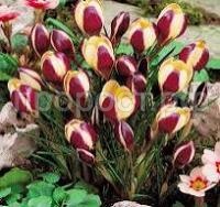 Без названия (3)