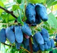 НоменклатураПрисоединенныеФайлы