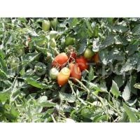 Томат Инкас F1 Томат Инкас F1