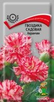 Гвоздика садовая Авранчин Гвоздика садовая Авранчин