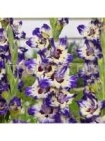 Без названия