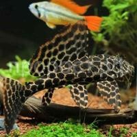 Птеригоплихт  Птеригоплихт