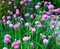 Лук шнитт эгоист Лук шнитт эгоист