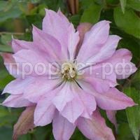 Clematis_Violet_Elizabeth
