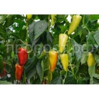 Перец сладкий Дон F1