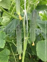 апрельский