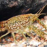 Рак Мраморный 5см Рак Мраморный 5см