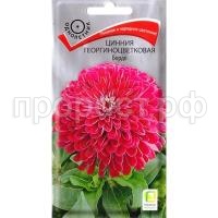 цинния бордо