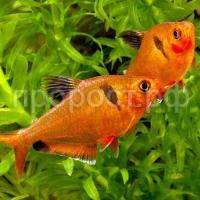 Рыба Минор (Hyphessobrycon serpae) Рыба Минор (Hyphessobrycon serpae)