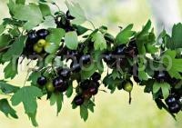смородина черная 