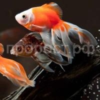 Вуалехвост ассорти Вуалехвост ассорти