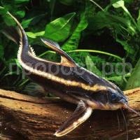 Платидорас полосатый 