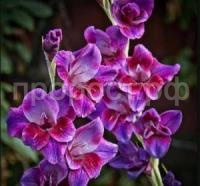 гладиолус старфайер