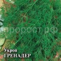 Без названия (4)