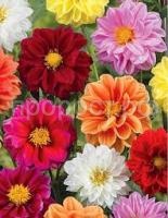 Без названия (9) Без названия (9)