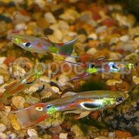 Гуппи вильчатая Венесуэлла M Гуппи вильчатая Венесуэлла M