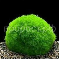 Кладофора-шар 3-4см Кладофора-шар 3-4см