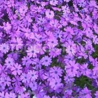 17849-27492-m 17849-27492-m