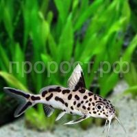 Синадонтис Синадонтис