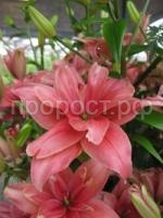 лилия махровая Пинк блоссом лилия махровая Пинк блоссом