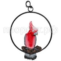 какаду какаду