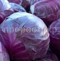 Капуста краснокачанная марс мс Капуста краснокачанная марс мс