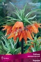 аврора аврора