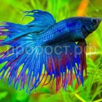 Петушок коронохвостый (Betta splendens CT) Петушок коронохвостый (Betta splendens CT)