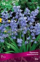 Пролеска колокольчатая Блу (голубая, 10шт, 7-8) 440197