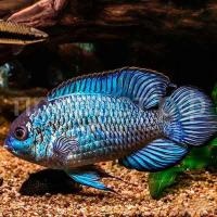 Рыба Нанокара неоновая