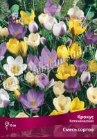 Крокус Смесь Окрасок Крокус Смесь Окрасок