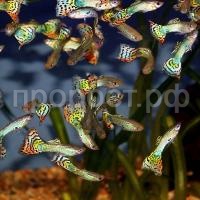 Гуппи микс Гуппи микс