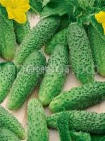 Огурец сапсан F1 Огурец сапсан F1