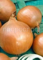 Лук репчатый Навигатор 50 г Лук репчатый Навигатор 50 г