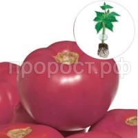 С110381_1 С110381_1