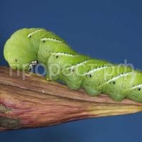 Насекомое Бражник табачный гусеницы (1уп-15*17гус) Насекомое Бражник табачный гусеницы (1уп-15*17гус)