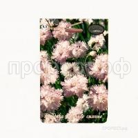 Гвоздика Перистая Лунное сияние 200,3 Каприс Гвоздика Перистая Лунное сияние 200,3 Каприс