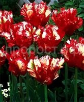 Эстелла Рижнвельд