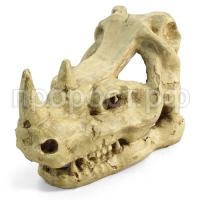 Грот череп носорога