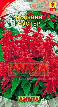 Сальвия Костер 0,1г  Сальвия Костер 0,1г