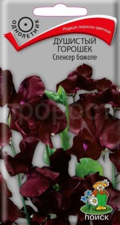 Душистый горошек Спенсер божоле 1г Душистый горошек Спенсер божоле 1г