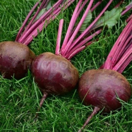 Свекла Смуглянка 10г Свекла Смуглянка 10г