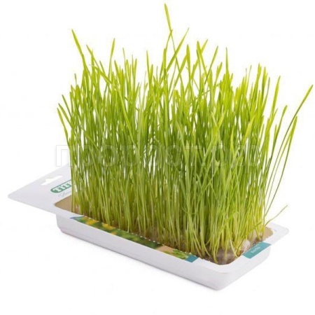 Лакомство для кошек Травка ячмень лоток 40гр Лакомство для кошек Травка ячмень лоток 40гр