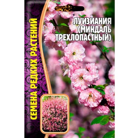 Луизиания (Миндаль трехлопастной) 3 шт