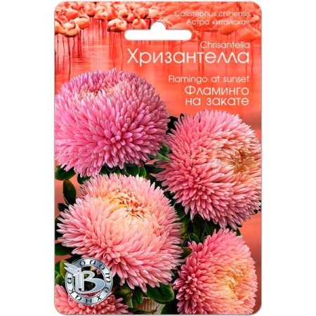 Астра Хризантелла Фламинго на закате 30шт Астра Хризантелла Фламинго на закате 30шт