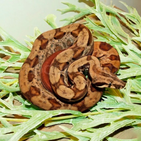 Змея Удав императорский Boa constrictor imperator Max Caramel Motley Змея Удав императорский Boa constrictor imperator Max Caramel Motley